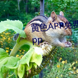 黄色APP免费跳转(zhuǎn)接口(kǒu)在线观看app