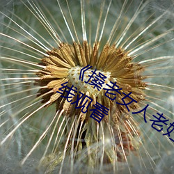《搡(搡)老女人(人)老妇女老熟(熟)女(女)o》清晰(晰)手机(機)在线观看(看)
