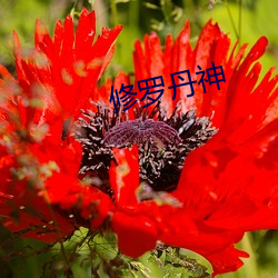 修罗(羅)丹(丹)神