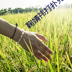 鞠婧祎打扑克剧烈运动在线