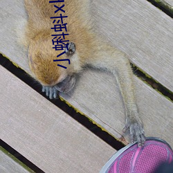小蝌蚪xkdapp永久免费