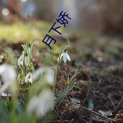 月下娇