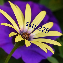 ssni229