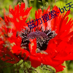 磁力(lì)搜索-bt天堂