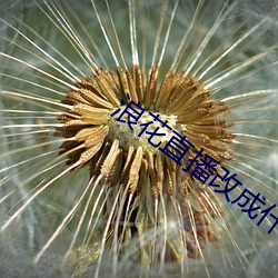 浪(浪)花直播改成(成)什么(麽)了