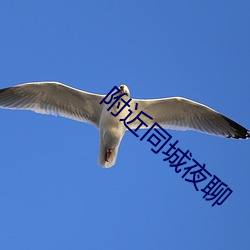 附近同城夜聊