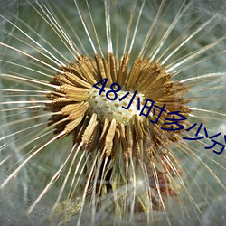48小(小)时多少分(分)钟