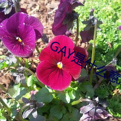 GAY是什麽意思
