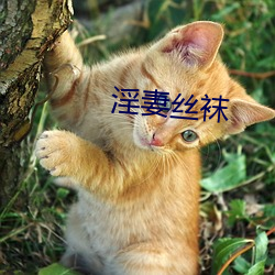淫妻丝(sī)袜(wà)