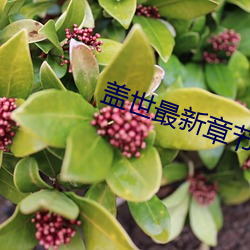 盖世最新(新)章(章)节