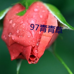 97青青草