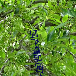 国(國)产精品(品)国产(産)三级国AV专播