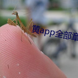 黄app全部章节阅读