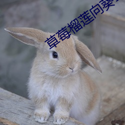 草莓榴(liú)莲(lián)向葵18岁(suì)注意
