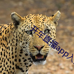 开车直播app入口 （大爷）
