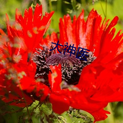 大神医 （落花流水）