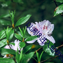 以满(mǎn)l8进入(rù)甸伊(yī)园(yuán)