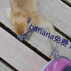 banana免费下载 （星星）