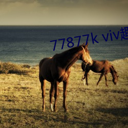 77877k viv趣播