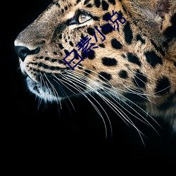 白素小说(shuō)
