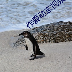 作(作)爱动(動)态(態)视频