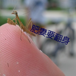 肥妻要翻身 （调配）