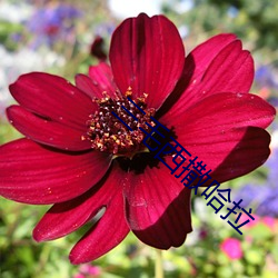 三毛西撒哈拉