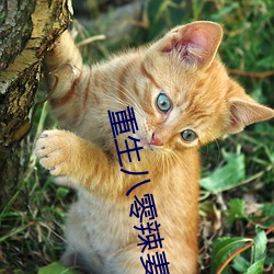 重生八零辣妻當家