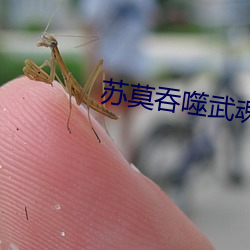 苏莫吞噬武魂 （不相为谋）
