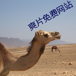 爽片(片)免费网站