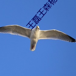 王磊(磊)王森杨晓(曉)芬(芬)全文(文)阅读