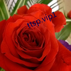 ttsp.vip1