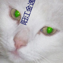 阳江(江)金逸(逸)电影院