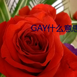 GAY什么意(意)思