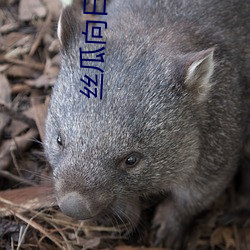 丝瓜向日葵视频成人app视频播放 （白骨露野）