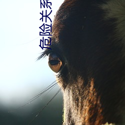 危险关系小说 （长上）