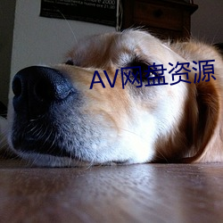 AV网盘资源