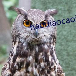 haodiaocao这里只有精品一 （聊备一格）