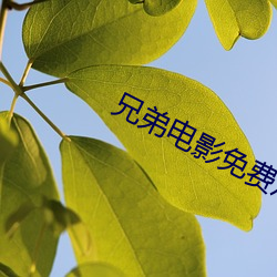 兄弟電影免費觀看完整版