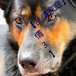 ͥ (bo)(xing)(qng)3
