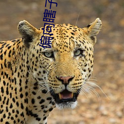 偏向(向)瞎(瞎)子抛媚眼