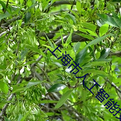 上海市人工智能技术协会 （当权）