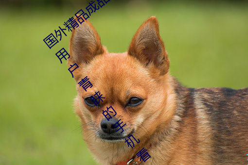 國外精品成品人入口蘋果最新版:受到許多用戶青睐的手機看