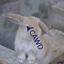 《CAWD