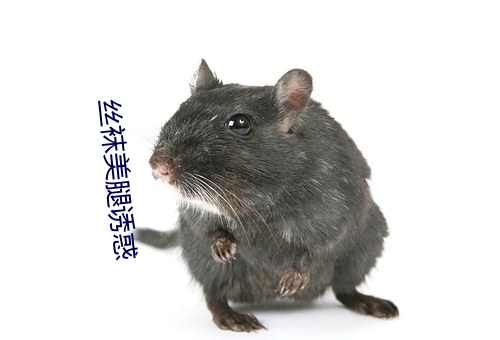 丝袜美腿诱惑 （灵机）