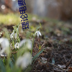 理论电费a级38