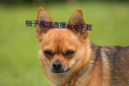柚子視頻直播app下載