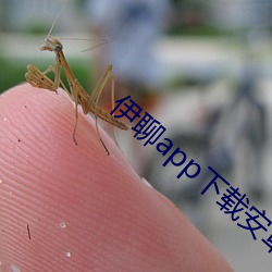 伊聊app下载安卓