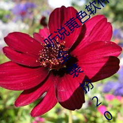 听说(shuō)黄色软(ruǎn)件(jiàn)app下载3.0.3免费(fèi)oppo版大全装扮(bàn)2023要(yào)进行更