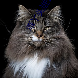 乖丫头进去一会就(就)不(不)疼了视